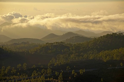 Pine forest