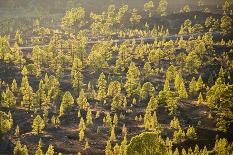 Canary Island Pine (Pinus canariensis)