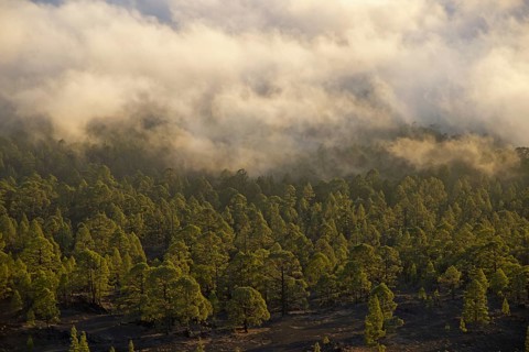 Pine forest