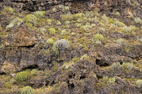 Euphorbia