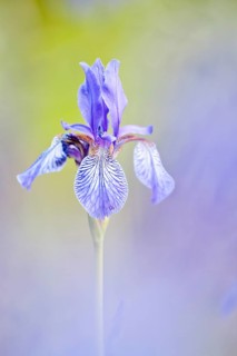Siberian Iris (Iris sibirica)