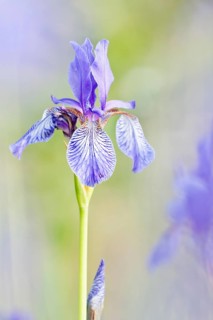 Siberian Iris (Iris sibirica)