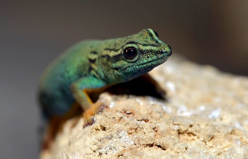 William's Dwarf Gecko or the Electric Blue Gecko (Lygodactylus williamsi)