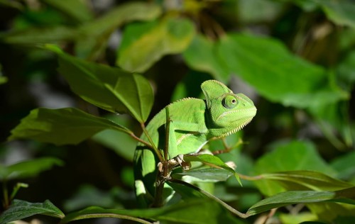 Yemen Chameleon (Chamaeleo calyptratus)
