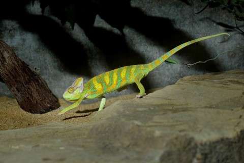 Yemen Chameleon (Chamaeleo calyptratus)