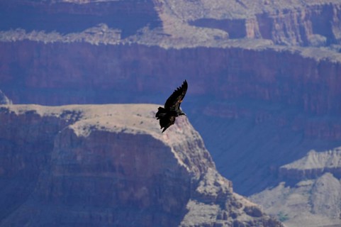 California Condor (Gymnogyps californianus)