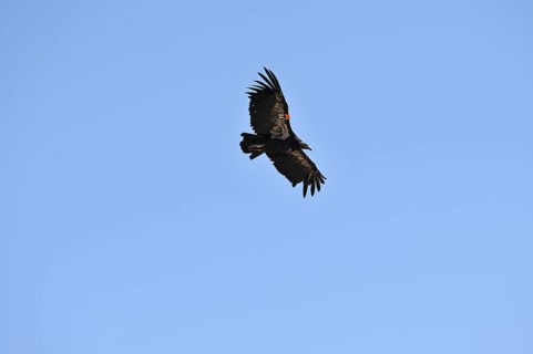 California Condor (Gymnogyps californianus)