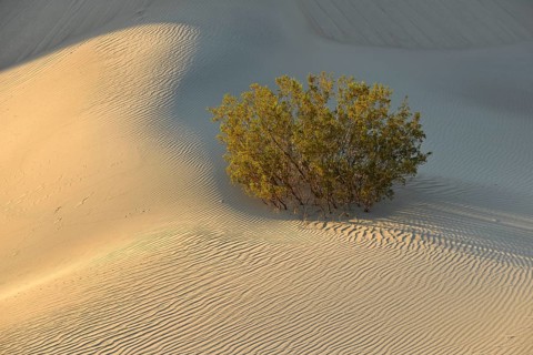 Mesquite Bush (Prosopis sp.)