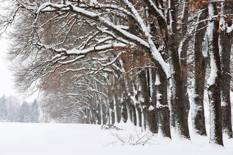 Snow-covered trees