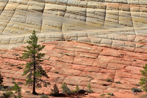 Yellow Pine (Pinus ponderosa) in front of the sandstone structure of Checkerboard Mesa