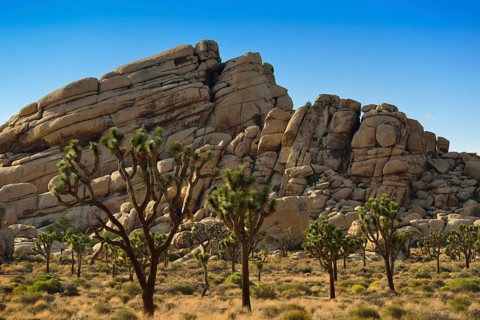 Joshua Trees or Yucca Palms (Yucca brevifolia)