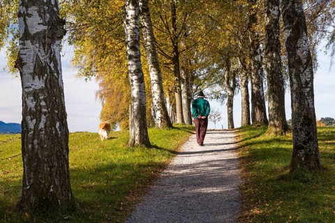 Rambler with a dog walking down a birch tree alley in autumn
