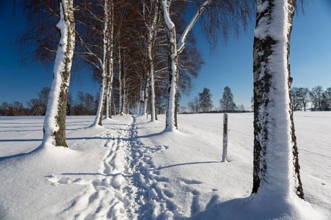 Snow-covered tree-lined path