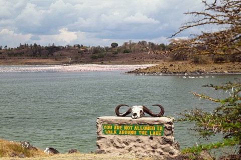 Buffalo skull lying on a rock with the sign 'You are not allowed to walk around the lake'