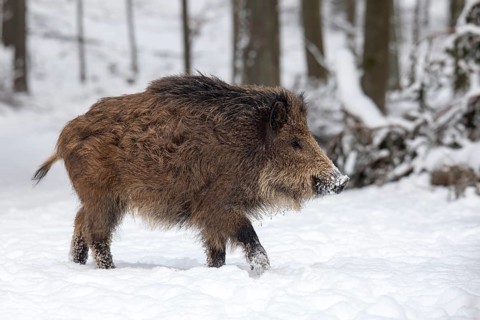 Wild boar (Sus scrofa) in the snow