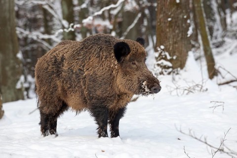 Wild boar (Sus scrofa) in the snow