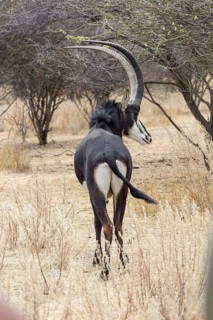 Sable Antelope (Hippotragus niger)