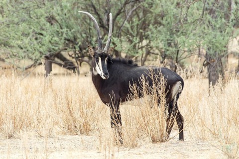Sable Antelope (Hippotragus niger)