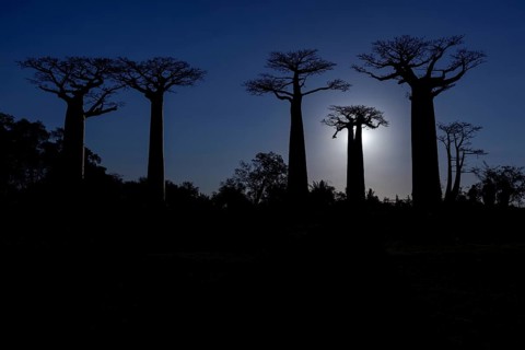 African baobab trees (Adansonia digitata)