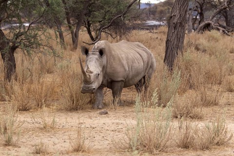 White Rhinoceros or Square-lipped Rhinoceros (Ceratotherium simum)