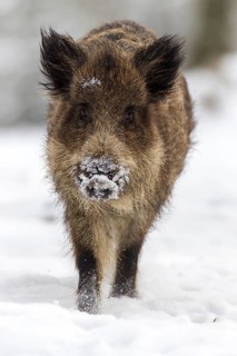Wild boar (Sus scrofa) in winter