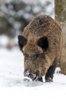 Wild boar (Sus scrofa) in winter