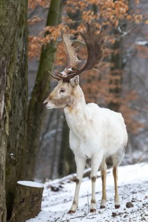Fallow Deer (Dama dama)