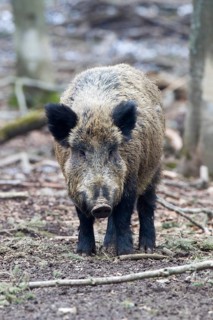 Wild boar (Sus scrofa)