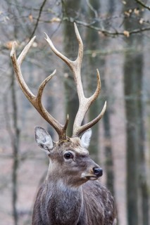 Sika deer