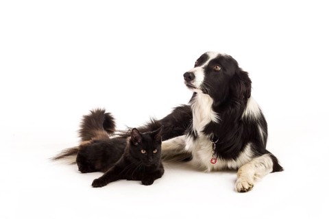 Border Collie and a Maine Coon cat