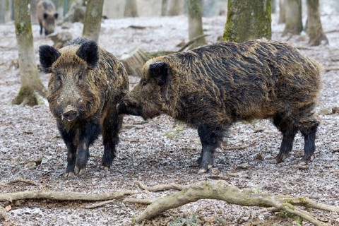 Wild Boar (Sus scrofa)