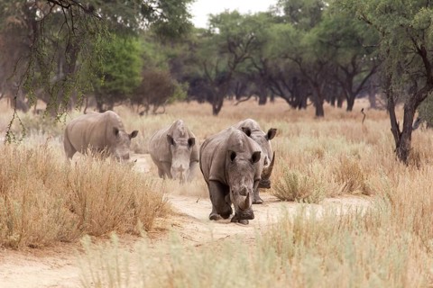 White Rhinos or Square-lipped Rhinos (Ceratotherium simum)