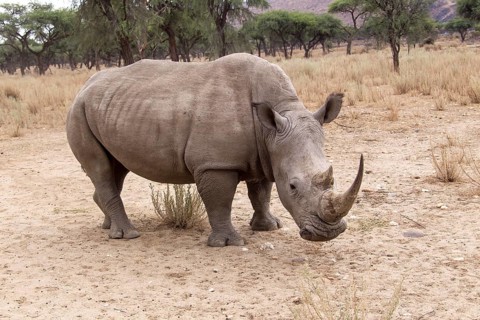 White Rhinoceros or Square-lipped Rhinoceros (Ceratotherium simum)