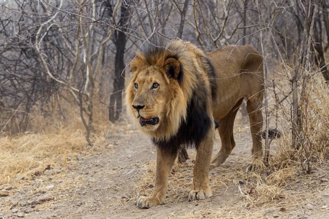 Lion (Panthera leo)