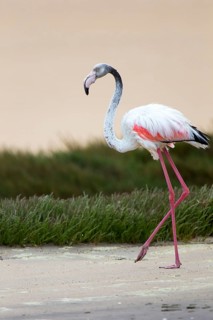 Greater Flamingo (Phoenicopterus roseus) in the lagoon of Sandwich Harbour