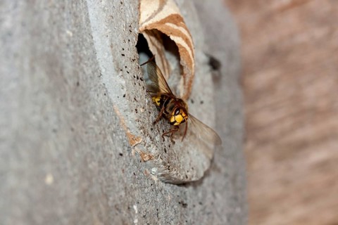 Hornet (Vespa crabro)