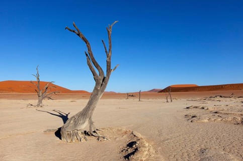 Withered trees in the desert