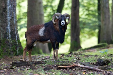 European mouflon (Ovis orientalis musimon)