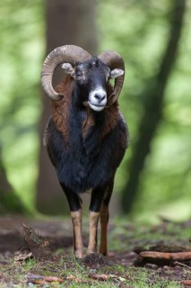 European mouflon (Ovis orientalis musimon)