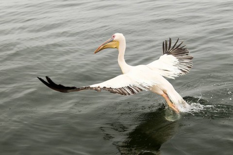 Great White Pelican (Pelecanus onocrotalus)
