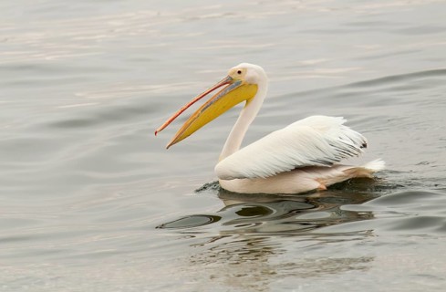 Great White Pelican (Pelecanus onocrotalus)