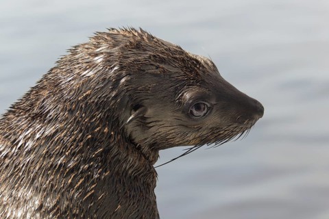 Brown fur seal (Arctocephalus pusillus)
