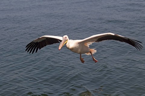 Great White Pelican (Pelecanus onocrotalus)