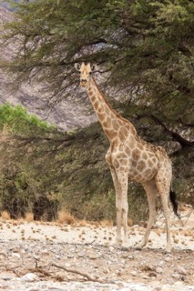 Giraffe (Giraffa camelopardalis)