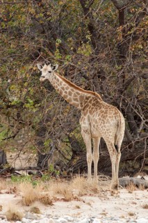 Giraffe (Giraffa camelopardalis)