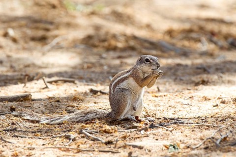 Cape Ground Squirrel (Xerus inauris)