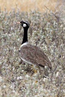 Southern Black Korhaan (Eupodotis afra)