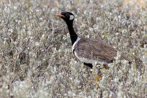 Southern Black Korhaan (Eupodotis afra)