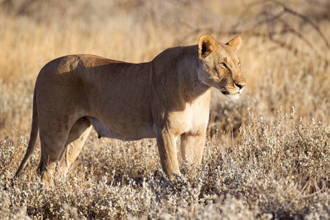Lioness (Panthera leo)