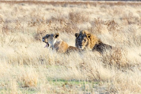 Lion and lioness (Panthera leo) lying hidden in the tall grass